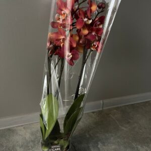 Комнатный цветок Фаленопсис Horizon